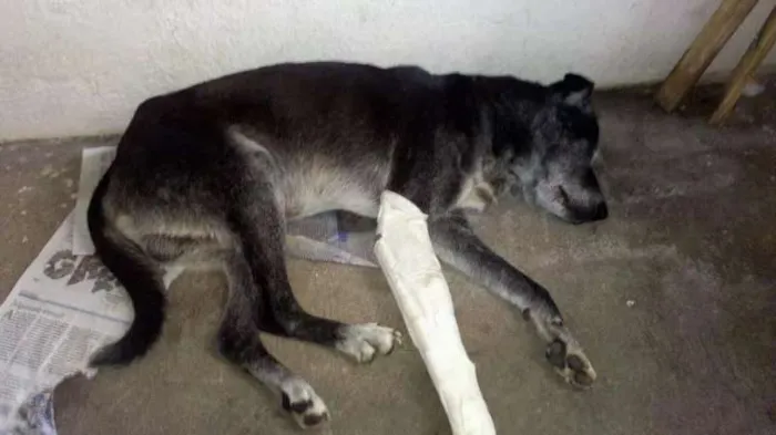 Cachorro raça SRD idade 4 anos nome Pedro