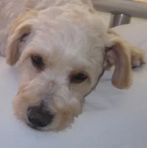 Cachorro raça POODLE (MESTIÇO) idade 1 ano nome BILLY 