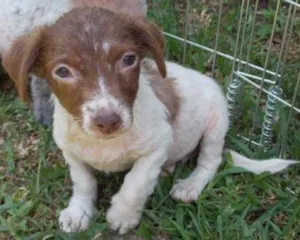 Cachorro raça SRD idade 2 a 6 meses nome CACAU
