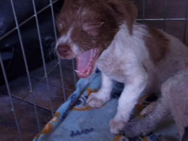 Cachorro ra a SRD idade 2 a 6 meses nome CACAU