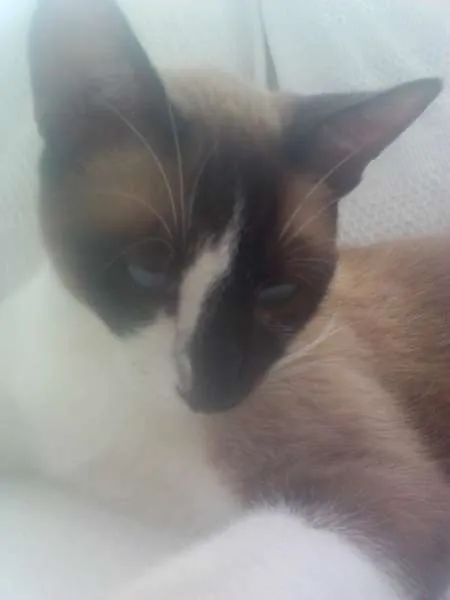 Gato ra a Siames idade 2 anos nome Dil