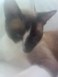 Dil