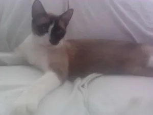 Gato raça Siames idade 2 anos nome Dil