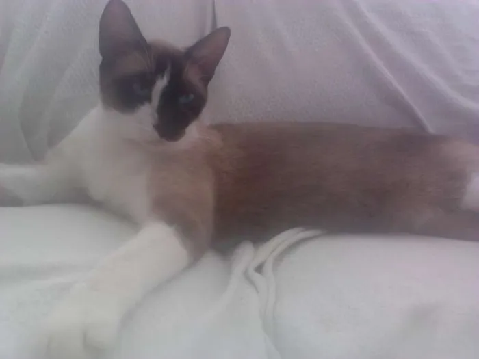 Gato ra a Siames idade 2 anos nome Dil