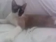 Dil