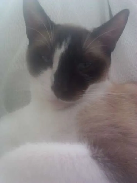 Gato ra a Siames idade 2 anos nome Dil