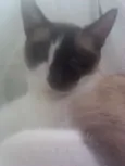 Dil