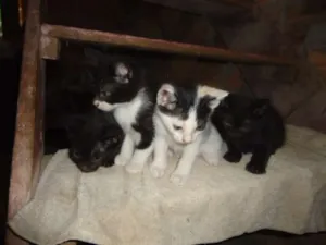 Gato raça vira lata idade 2 a 6 meses nome mingau