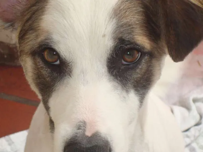Cachorro ra a vira lata idade 2 anos nome Tupã