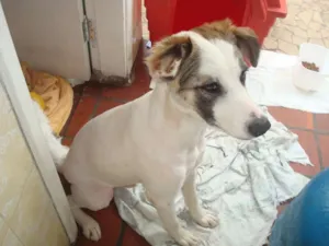 Cachorro raça vira lata idade 2 anos nome Tupã