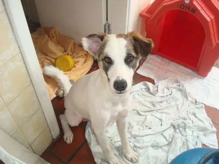 Cachorro ra a vira lata idade 2 anos nome Tupã