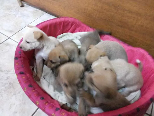 Cachorro raça NÃO DEFINIDA idade Abaixo de 2 meses nome NATASCHA