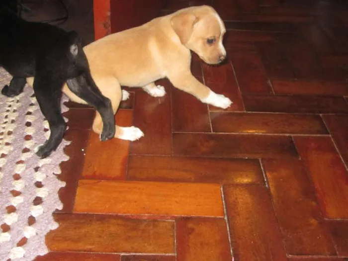 Cachorro ra a SRD idade Abaixo de 2 meses nome MACHOS PARA ADOÇÃO!