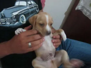 Cachorro raça SRD idade Abaixo de 2 meses nome MACHOS PARA ADOÇÃO!