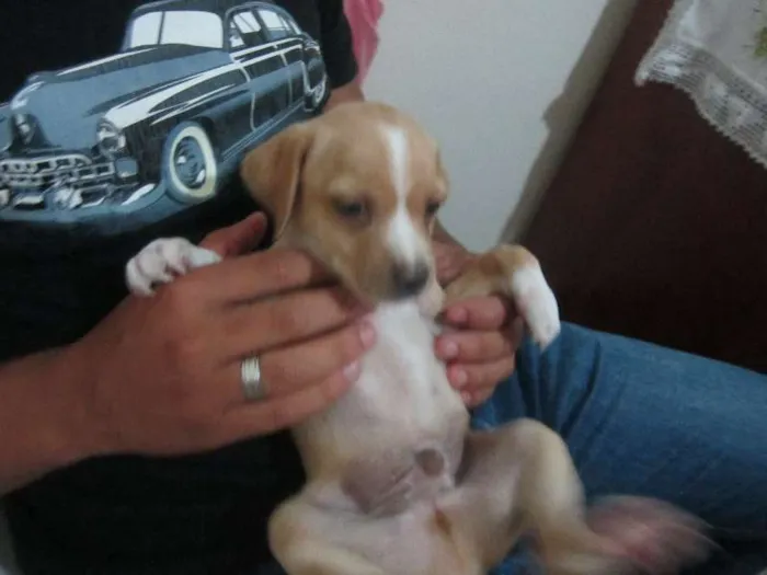 Cachorro ra a SRD idade Abaixo de 2 meses nome MACHOS PARA ADOÇÃO!
