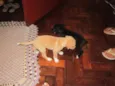 MACHOS PARA ADOÇÃO!