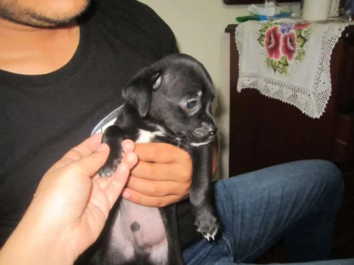 Cachorro ra a SRD idade Abaixo de 2 meses nome MACHOS PARA ADOÇÃO!