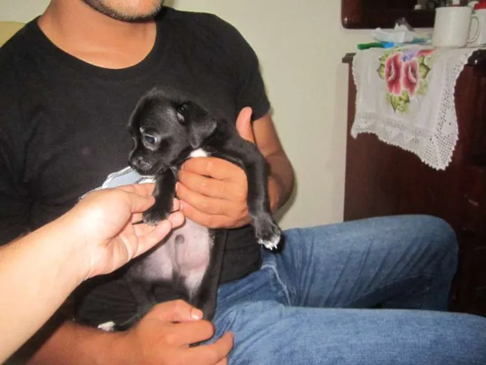 Cachorro ra a SRD idade Abaixo de 2 meses nome MACHOS PARA ADOÇÃO!