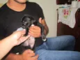 MACHOS PARA ADOÇÃO!