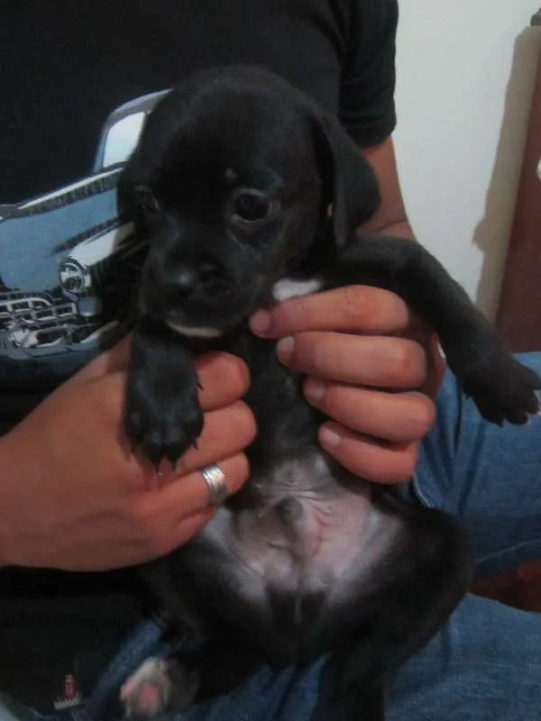 Cachorro ra a SRD idade Abaixo de 2 meses nome MACHOS PARA ADOÇÃO!