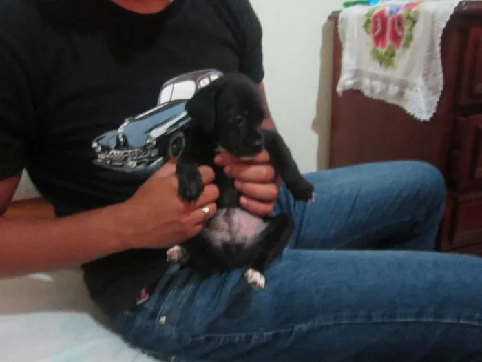 Cachorro ra a SRD idade Abaixo de 2 meses nome MACHOS PARA ADOÇÃO!