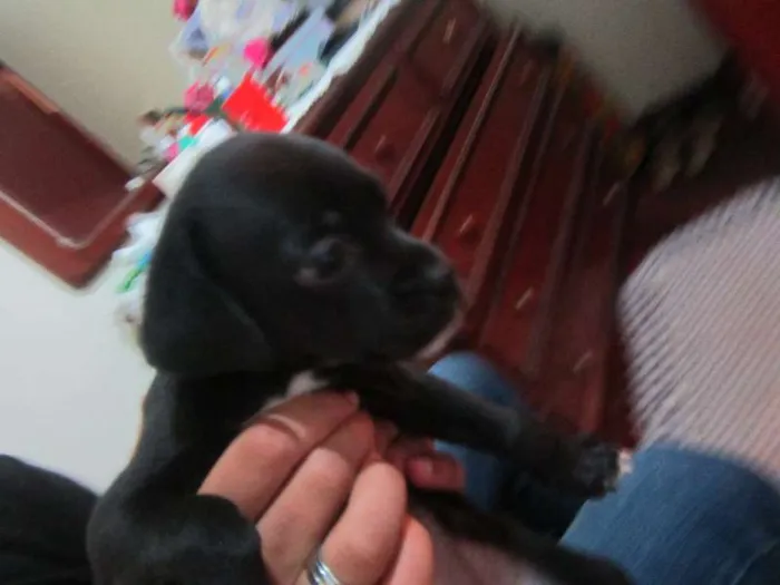 Cachorro ra a SRD idade Abaixo de 2 meses nome MACHOS PARA ADOÇÃO!