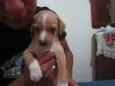 MACHOS PARA ADOÇÃO!