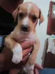 MACHOS PARA ADOÇÃO!