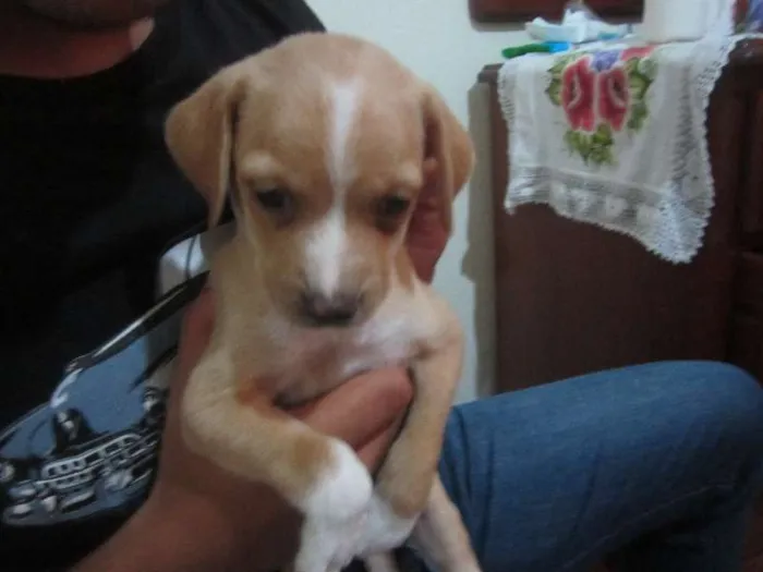 Cachorro ra a SRD idade Abaixo de 2 meses nome MACHOS PARA ADOÇÃO!