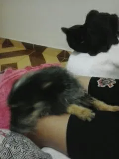 Cachorro ra a SRD idade 2 anos nome Neymar