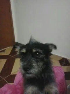 Cachorro ra a SRD idade 2 anos nome Neymar