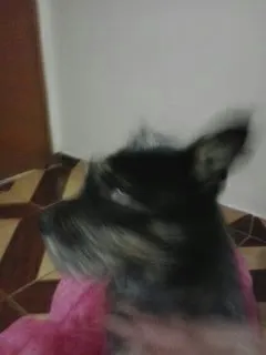 Cachorro ra a SRD idade 2 anos nome Neymar