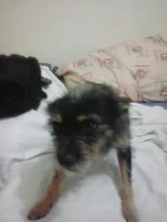 Cachorro ra a SRD idade 2 anos nome Neymar