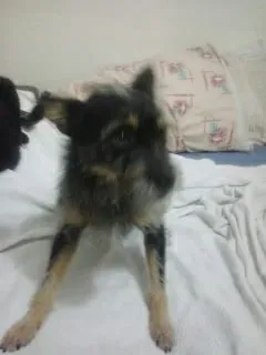 Cachorro ra a SRD idade 2 anos nome Neymar