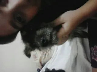 Cachorro ra a SRD idade 2 anos nome Neymar