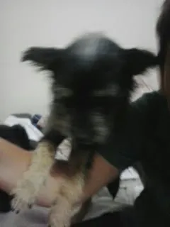 Cachorro ra a SRD idade 2 anos nome Neymar