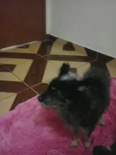 Cachorro ra a SRD idade 2 anos nome Neymar