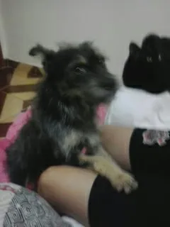 Cachorro ra a SRD idade 2 anos nome Neymar