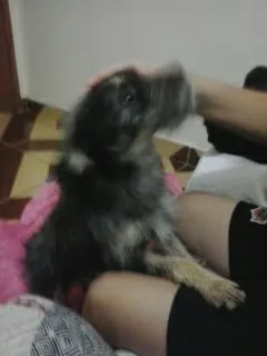 Cachorro ra a SRD idade 2 anos nome Neymar