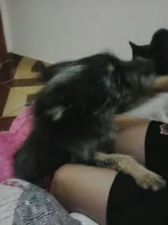 Cachorro ra a SRD idade 2 anos nome Neymar