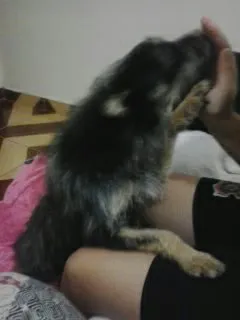 Cachorro ra a SRD idade 2 anos nome Neymar