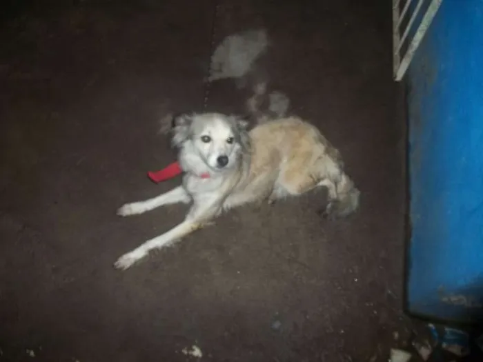 Cachorro raça vira lata idade 4 anos nome Laica