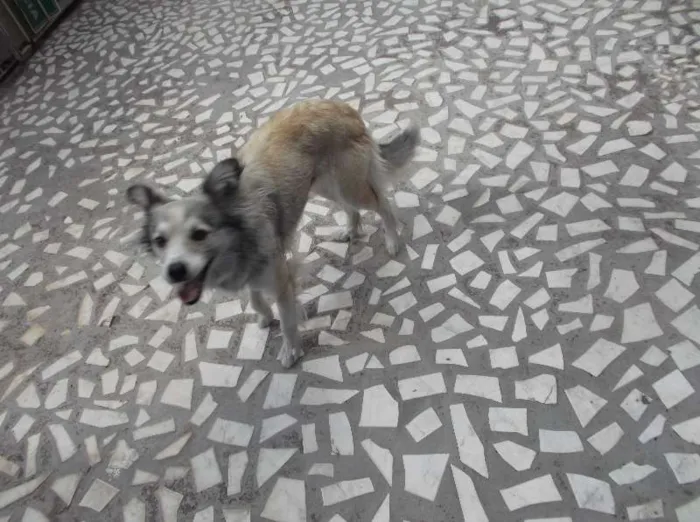 Cachorro raça vira lata idade 4 anos nome Laica