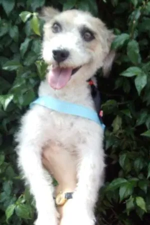 Cachorro raça SRD idade 1 ano nome NIKO
