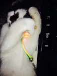 Lola