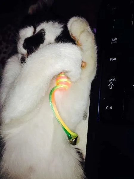 Gato ra a Mestiça idade 2 a 6 meses nome Lola