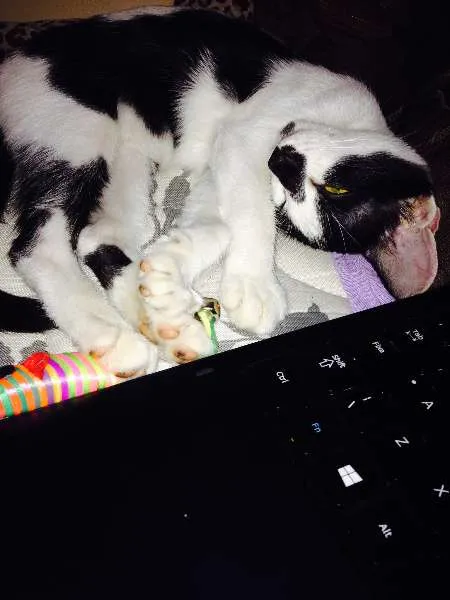 Gato ra a Mestiça idade 2 a 6 meses nome Lola