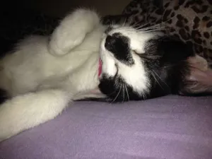 Gato raça Mestiça idade 2 a 6 meses nome Lola