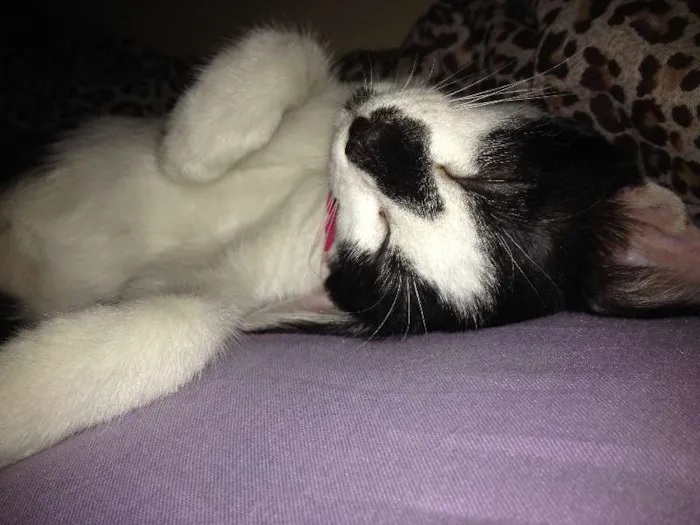 Gato ra a Mestiça idade 2 a 6 meses nome Lola