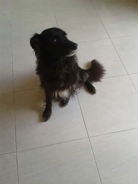 Cachorro raça Cusco idade 6 ou mais anos nome Boby
